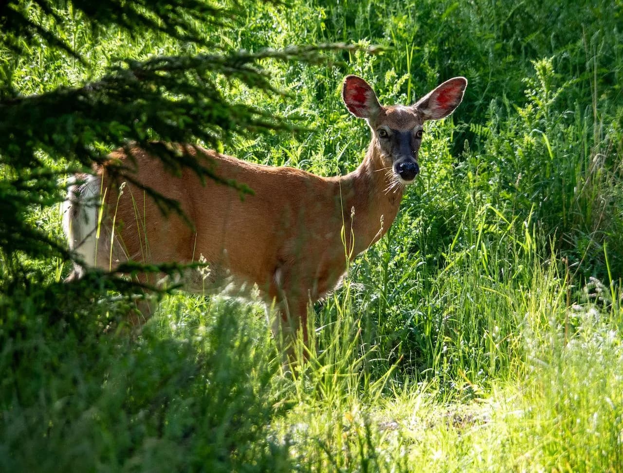 Wildlife Viewing in Acadia National Park