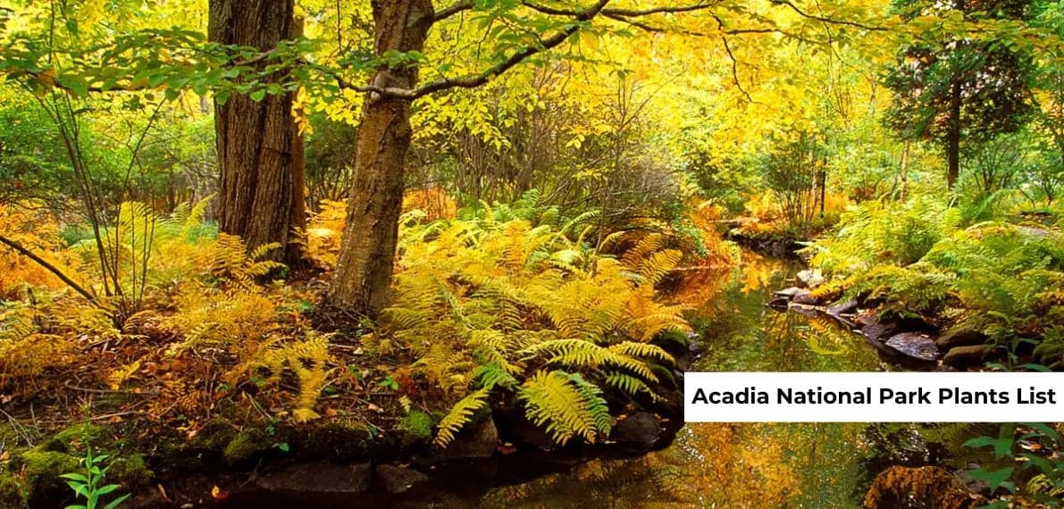 post-acadia-national-park-plants