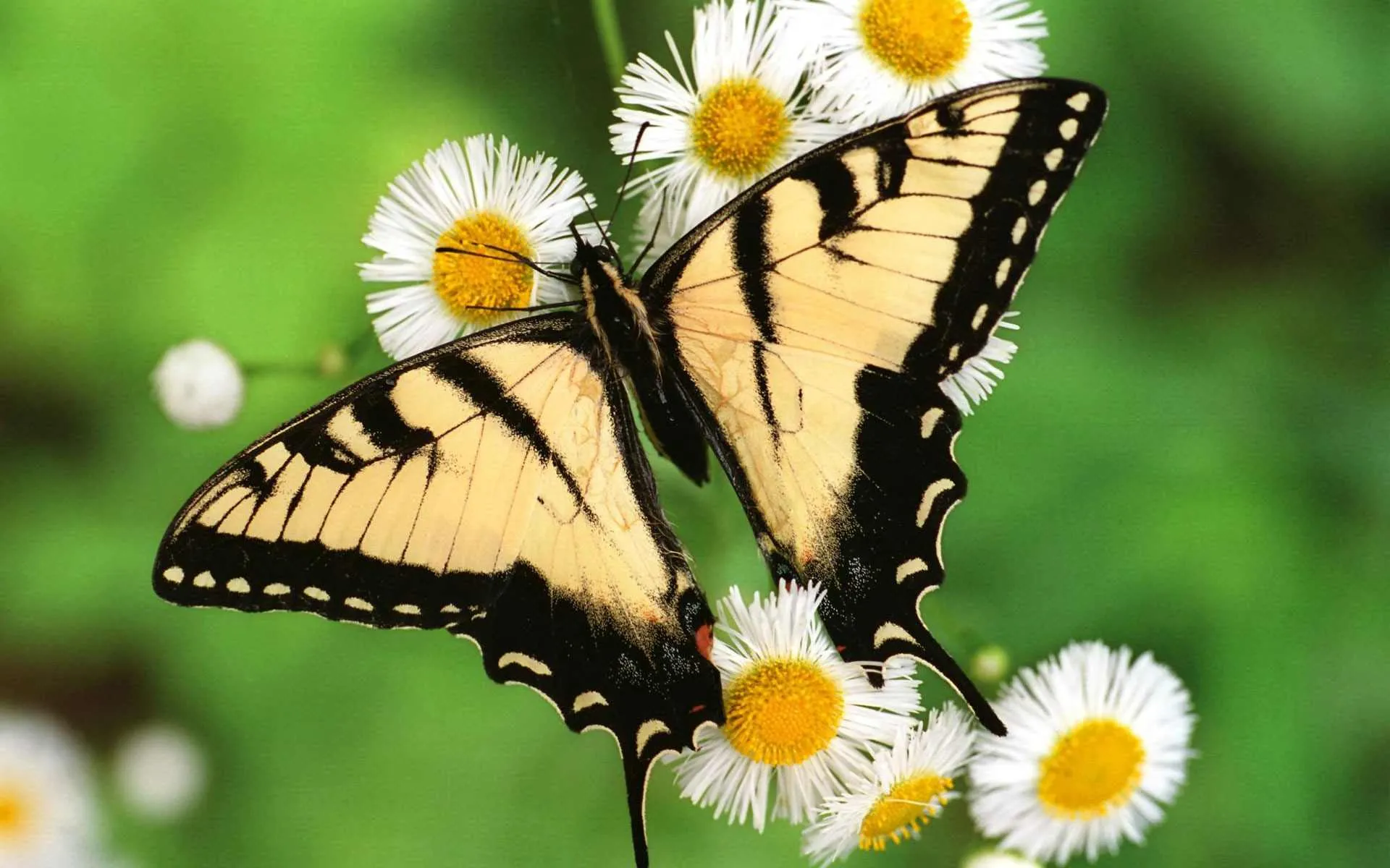 post-shenandoah-national-park-animals