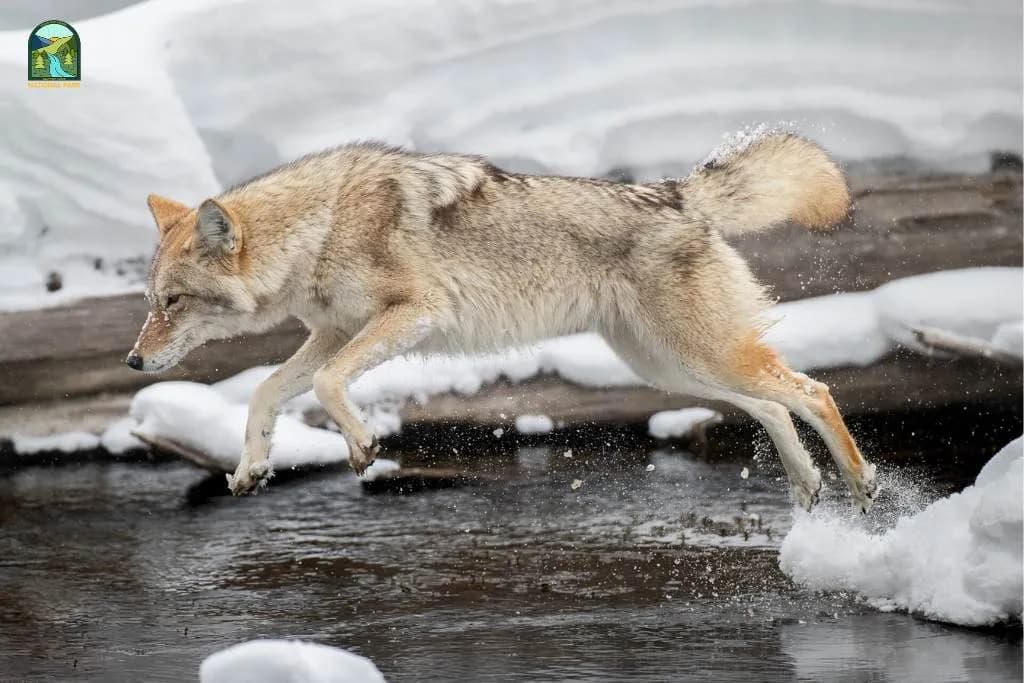 post-List of Yellowstone National Park Animals: Wildlife Encounters
