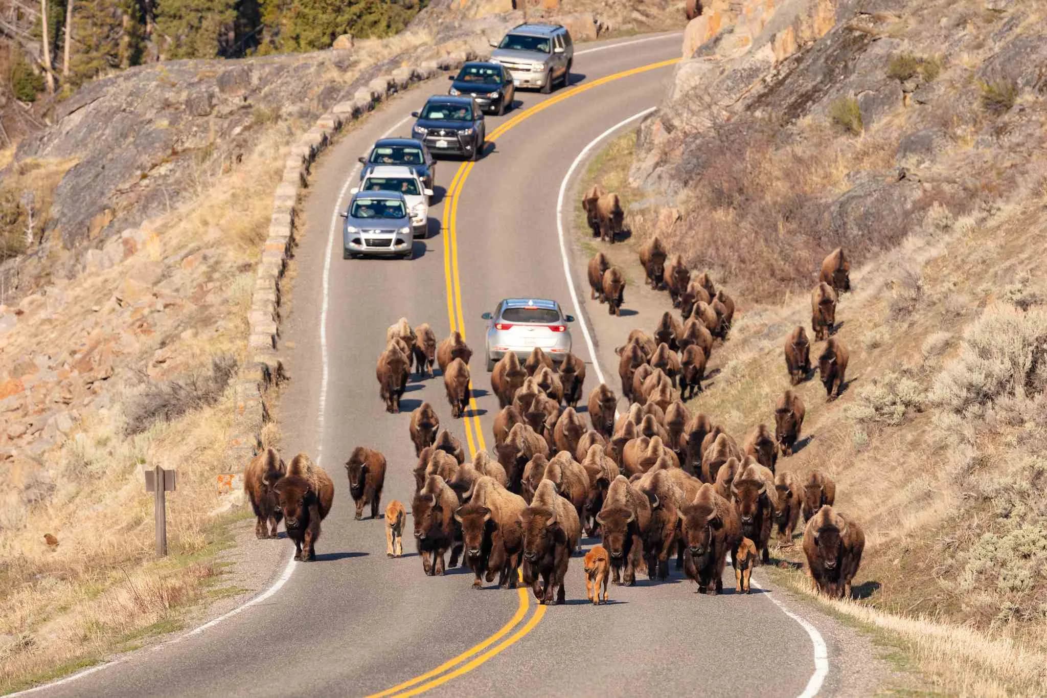 post-First-time Guide: How To Get To Yellowstone National Park