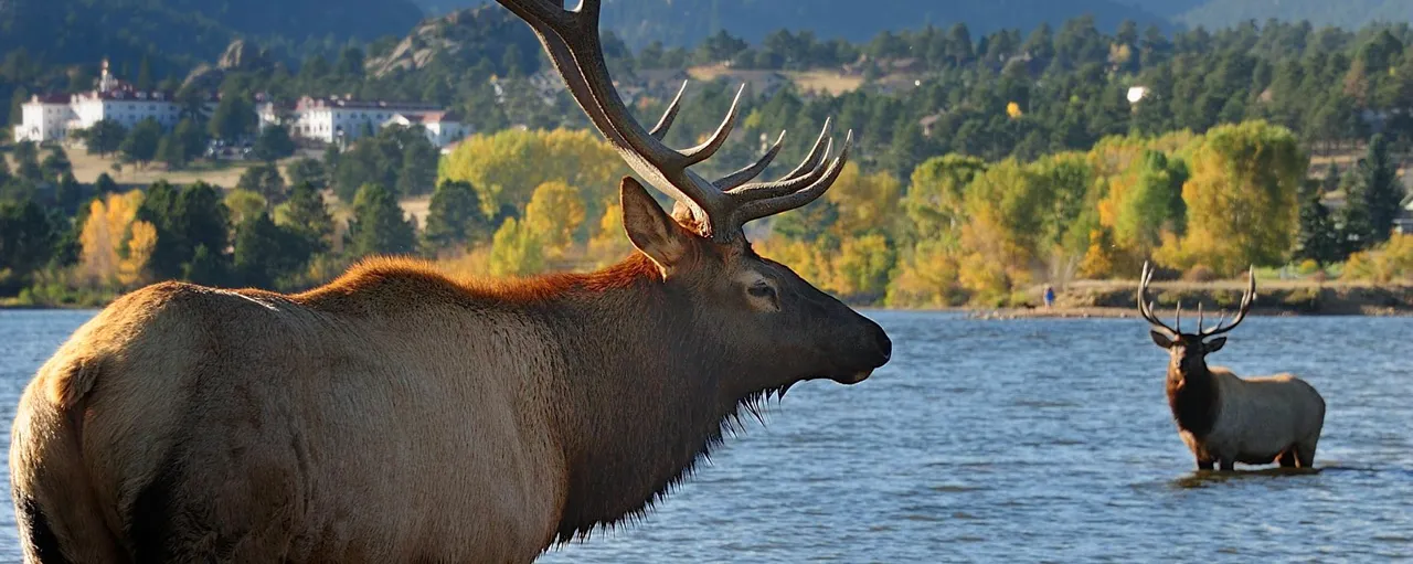 Wildlife Viewing