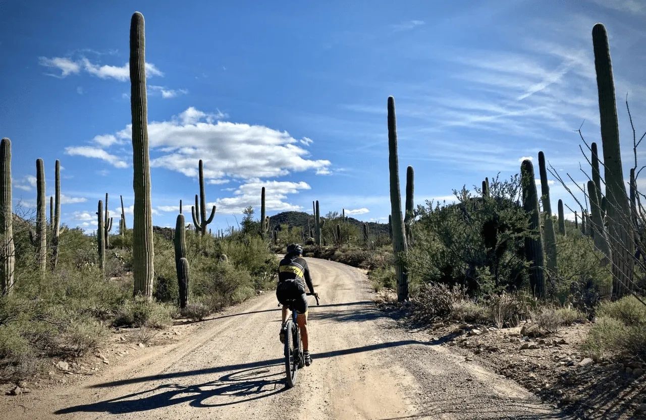 Saguaro National Park provides visitors with the opportunity to observe indigenous plants and animals
