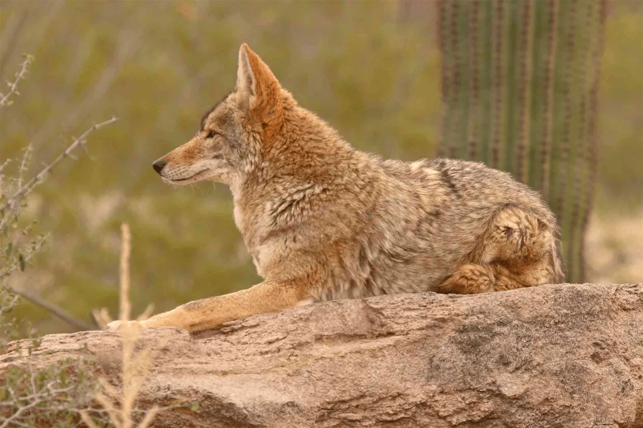 Saguaro National Park is home to a diverse array of unique animals
