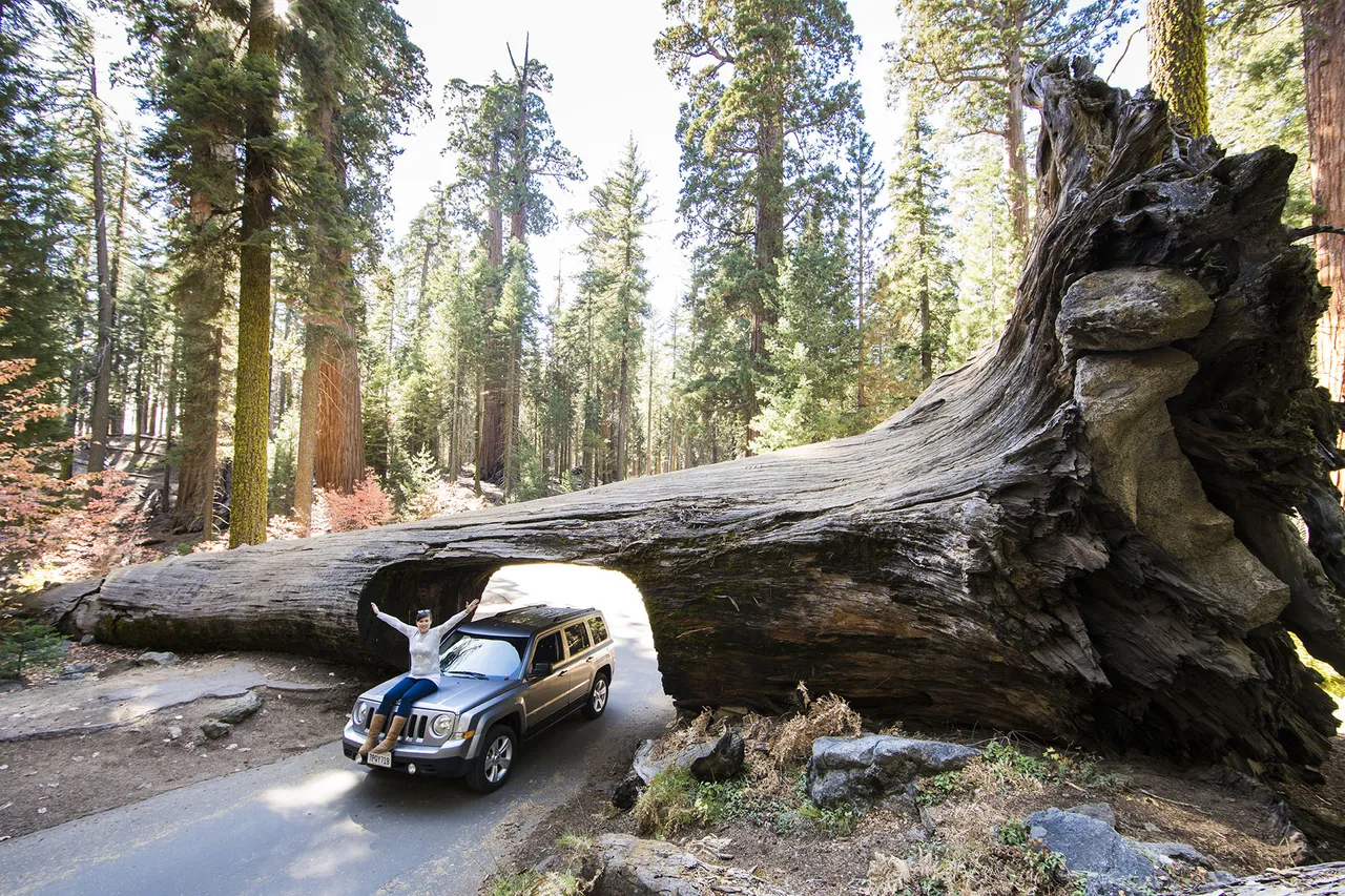 Experience the beauty of Sequoia National Park from the comfort of your car