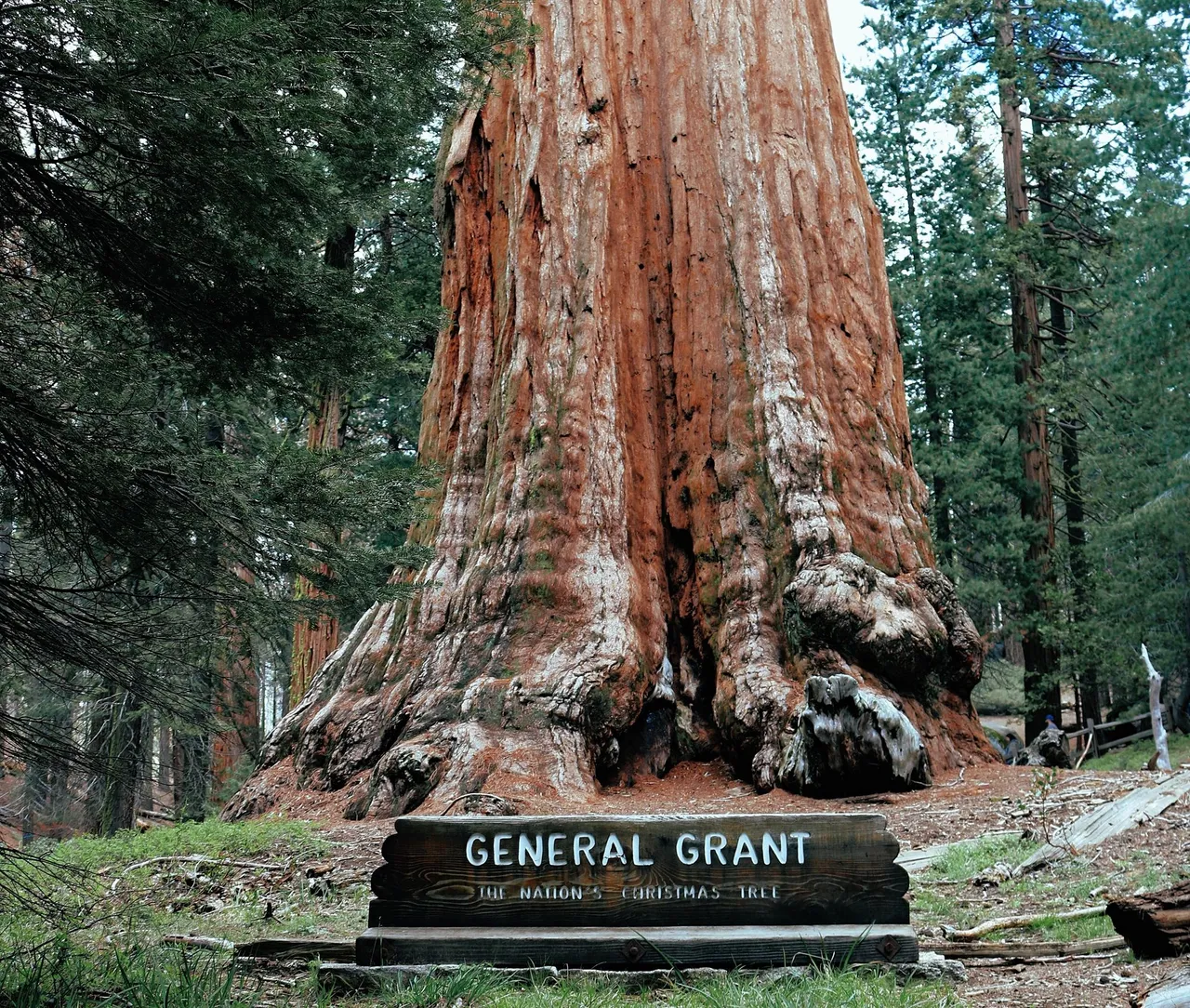 The General Grant Tree is one of the world's largest living trees