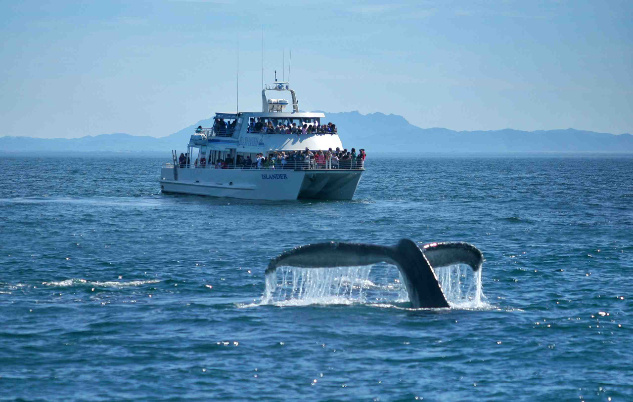 You can reserve a whale-watching excursion with Island Packers