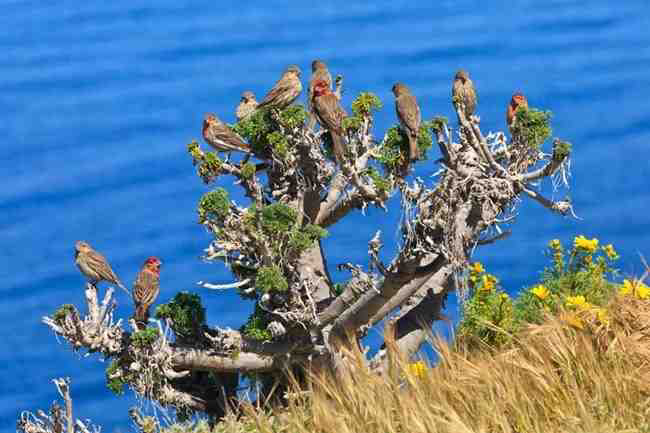 Channel Islands National Park is a birdwatcher's paradise