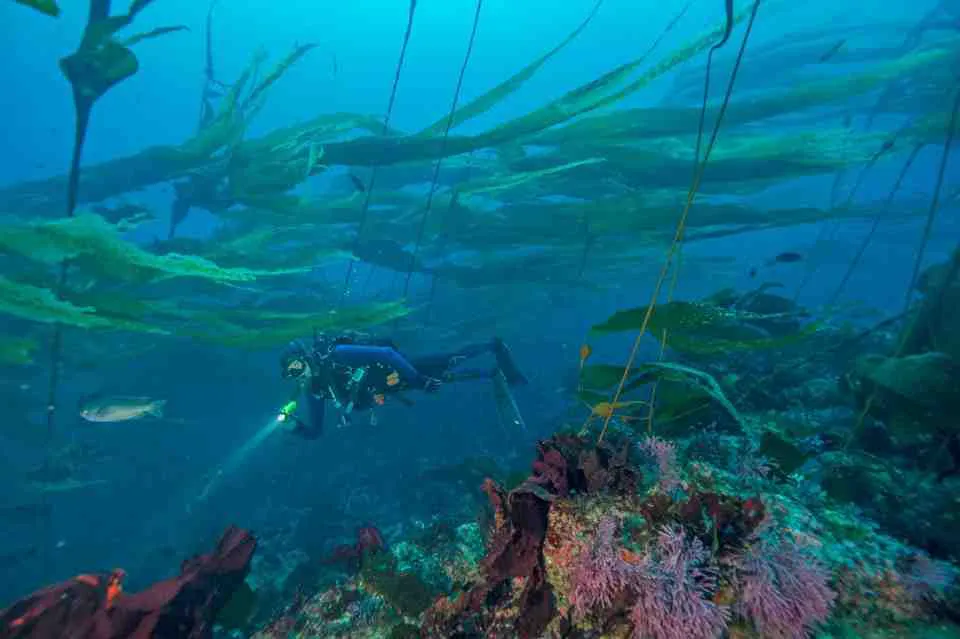 Explore kelp forests, and sea caves, and encounter black sea bass and bat rays while swimming in the waters