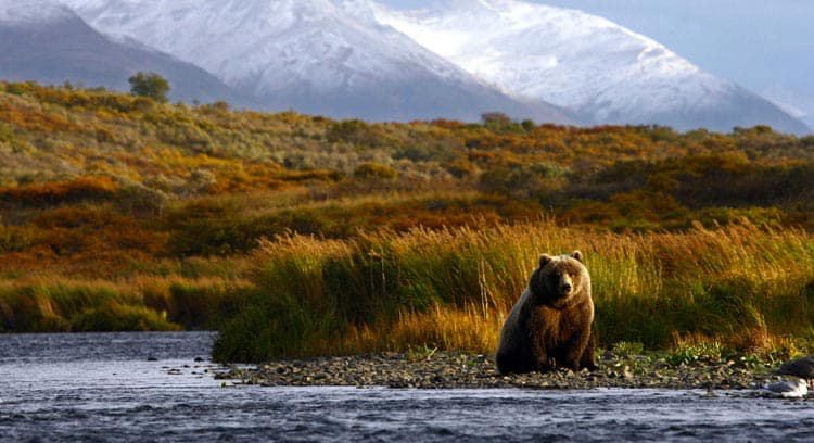 Denali is renowned for its diverse and abundant wildlife population.