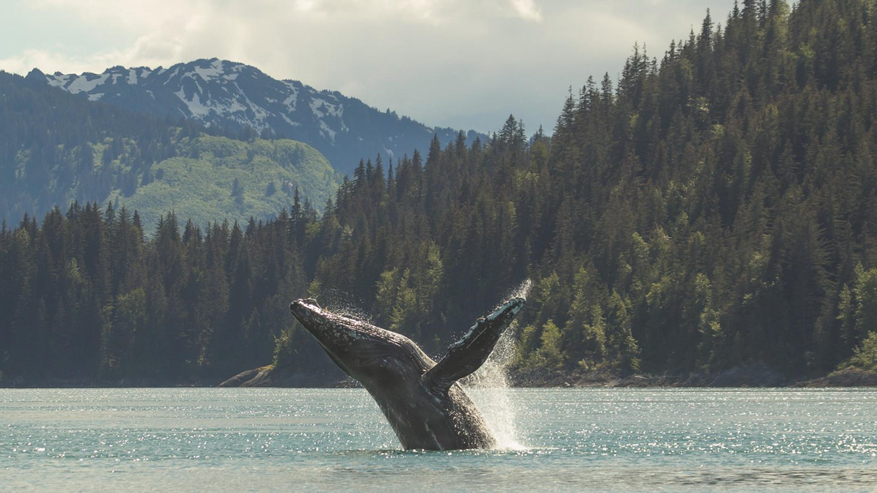 Immerse yourself in the rich biodiversity of Glacier Bay as you embark on a wildlife-watching expedition.