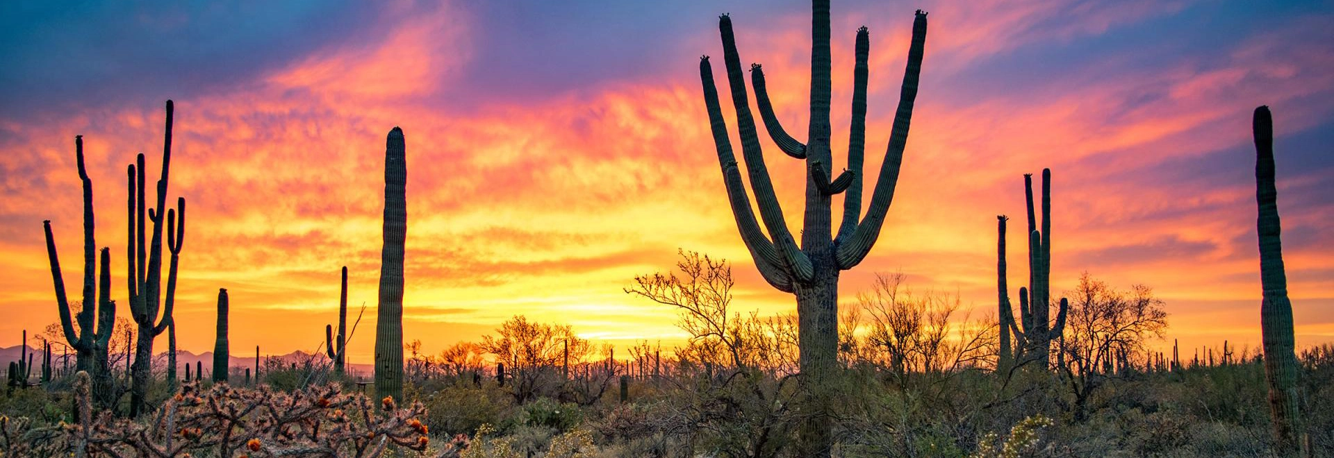 Saguaro National Park