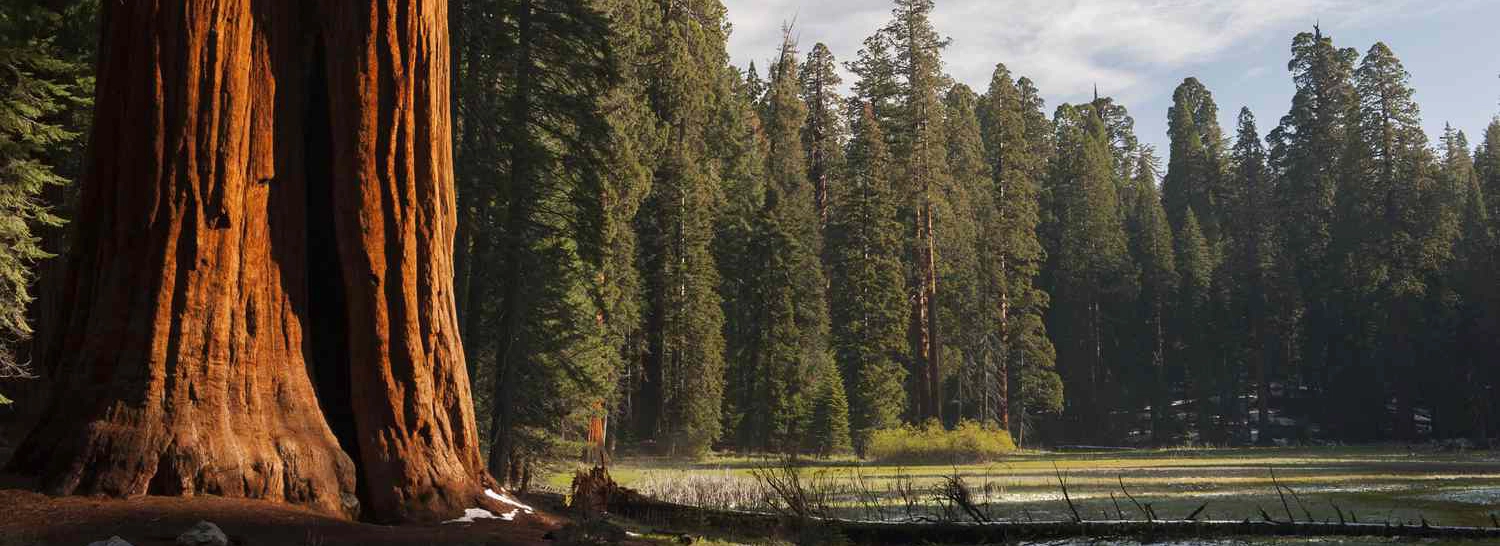 Sequoia National Park