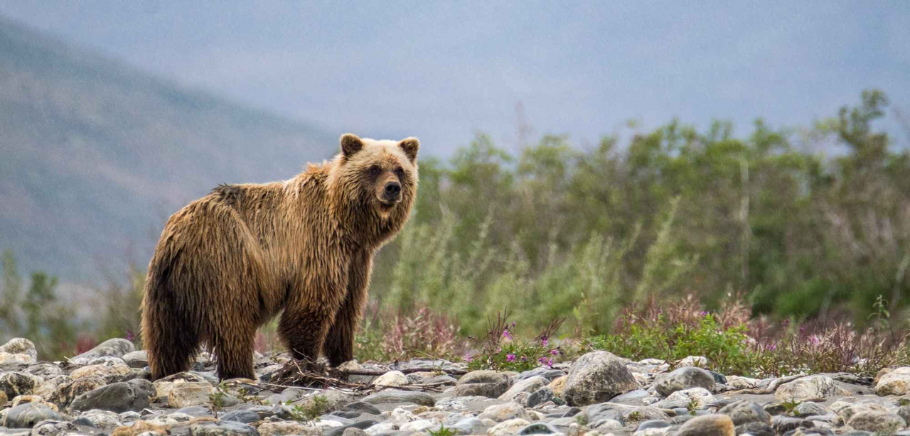 Immerse yourself in the natural world as you seek out the park's diverse wildlife.