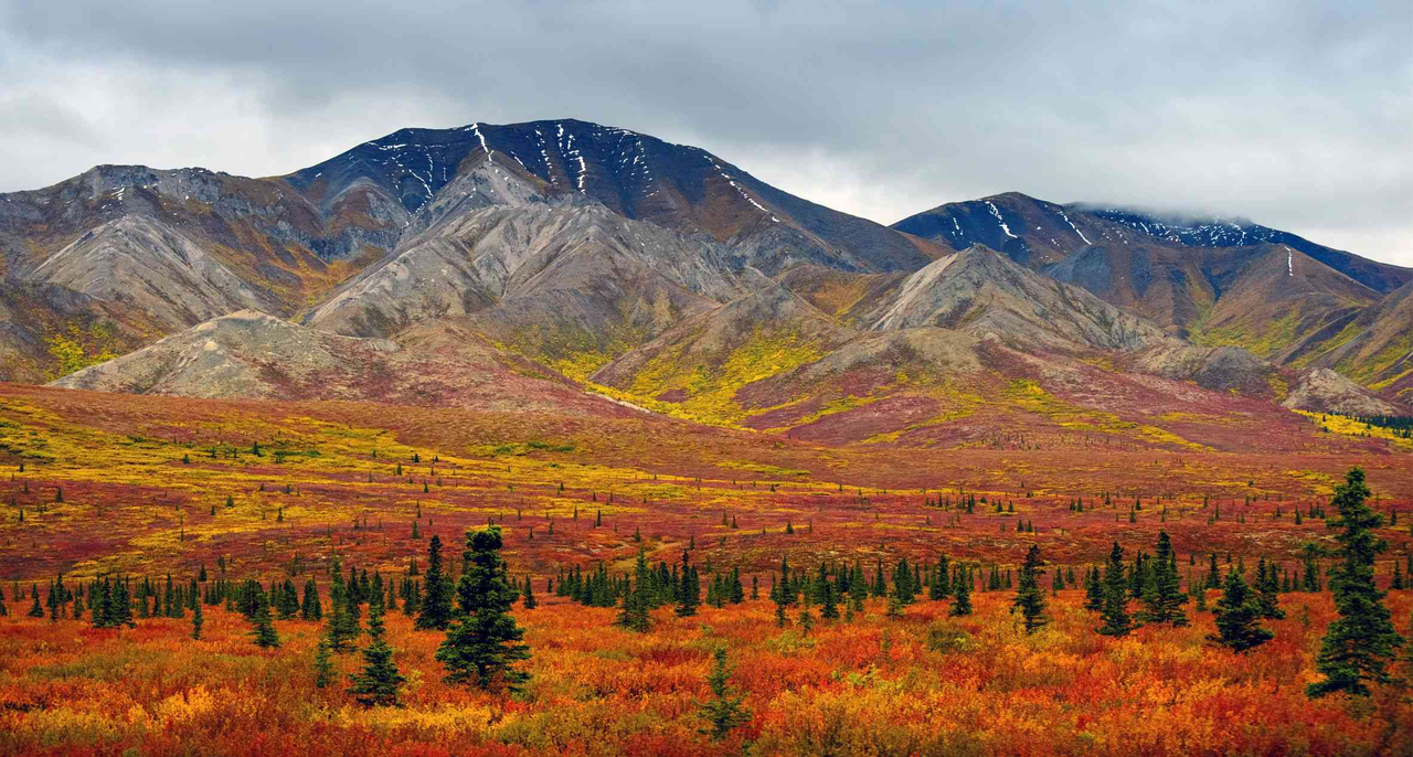 Witness the stunning autumn colors as the tundra and forests turn shades of gold, orange, and red.