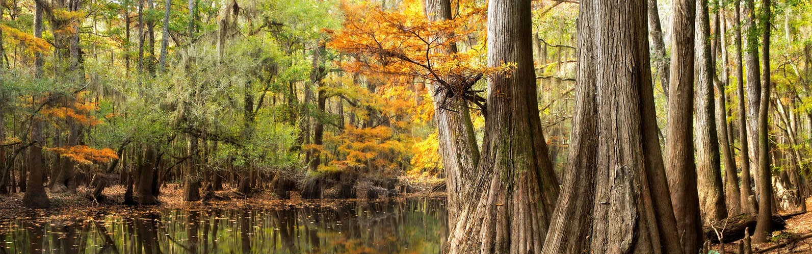 Congaree National Park