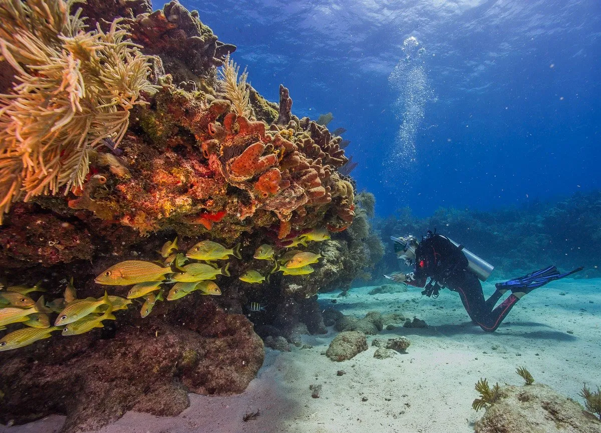 Dive into the turquoise waters of Biscayne National Park and discover a world of underwater wonders
