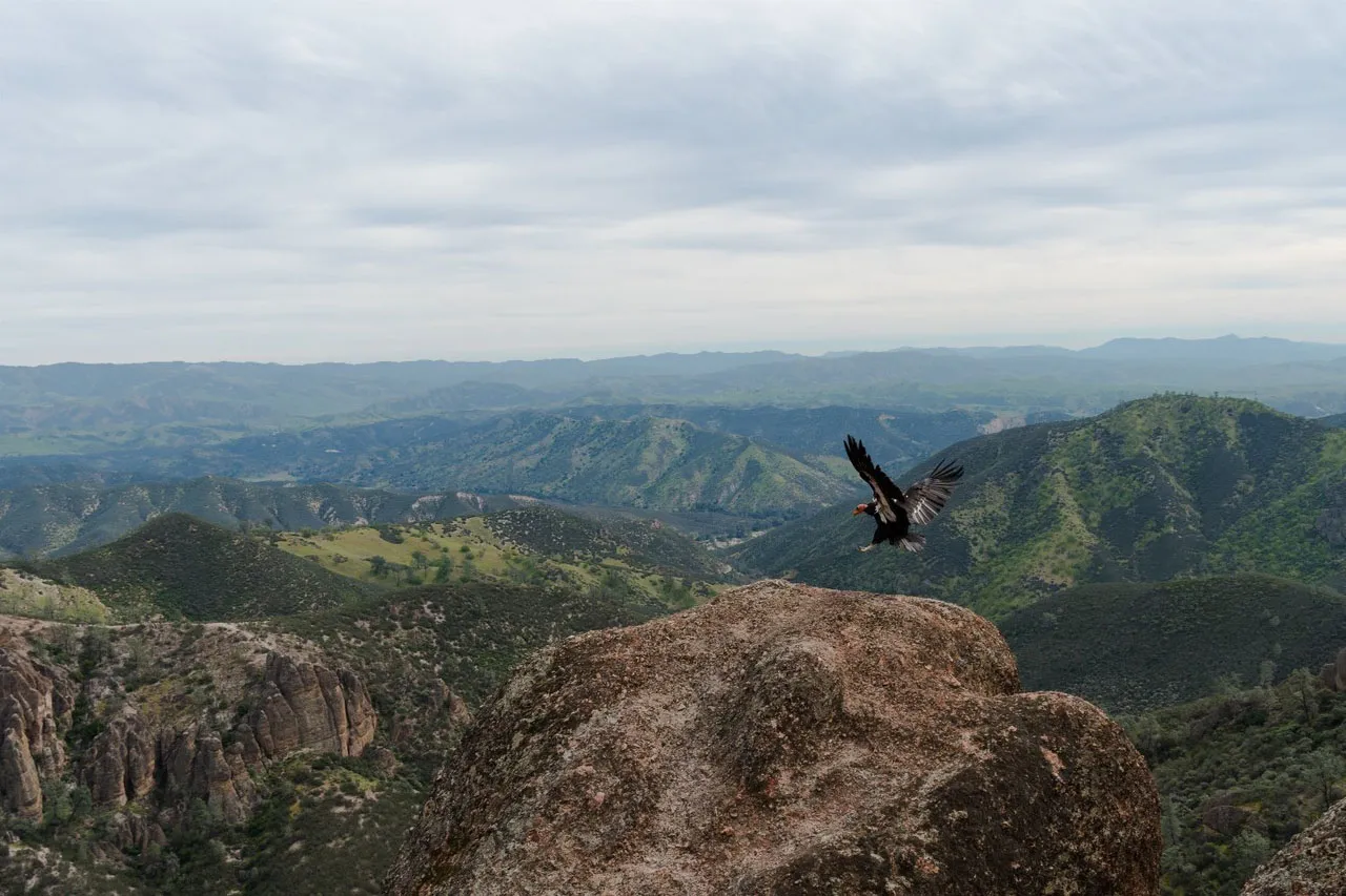 Visitors can also spot birds from the park's various overlooks and viewpoints