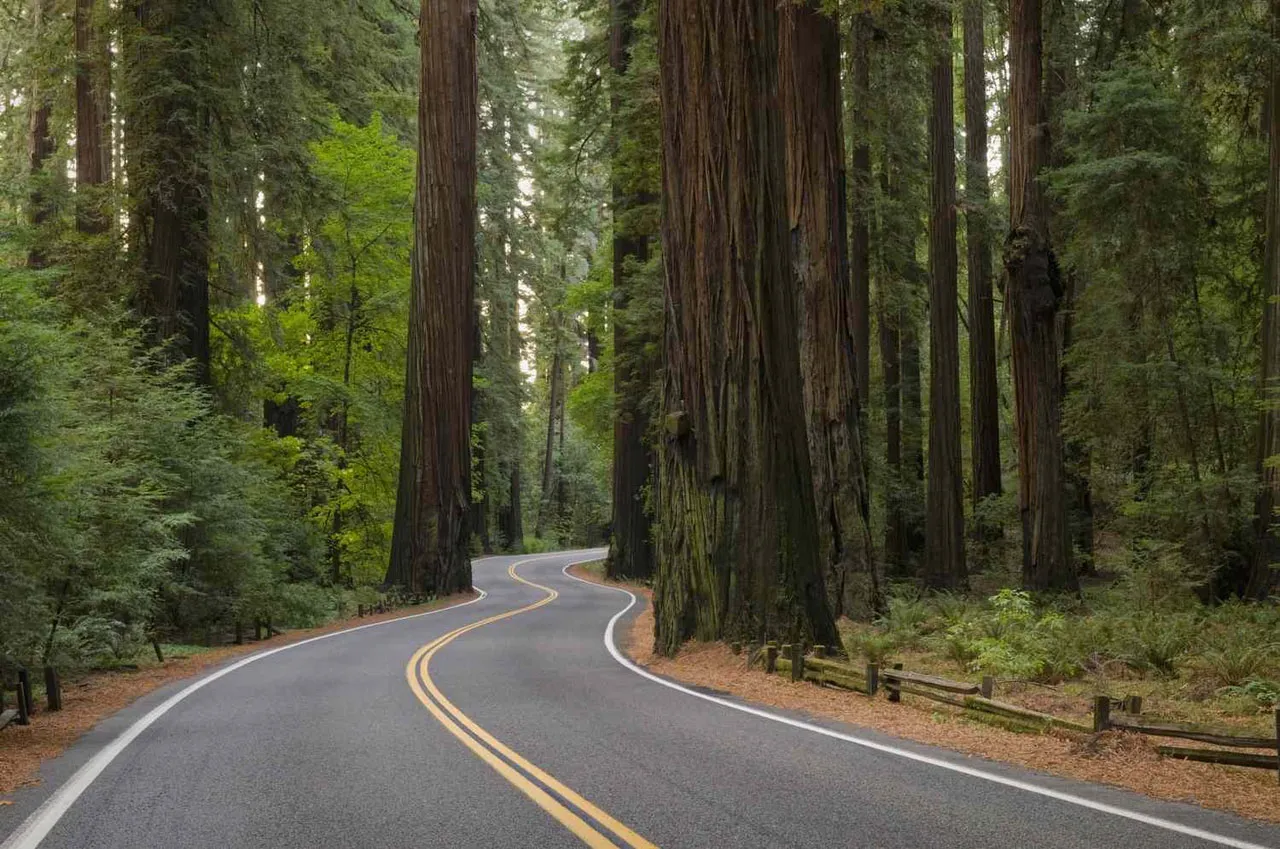 Scenic Byway at Redwood National and State Parks