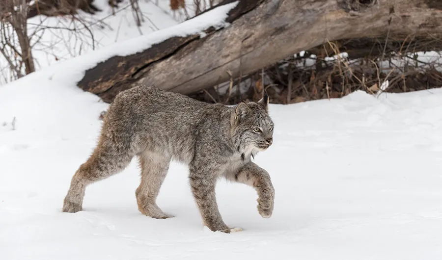 There are plenty of opportunities to encounter animals