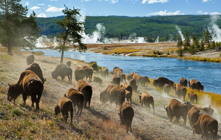 Yellowstone National Park