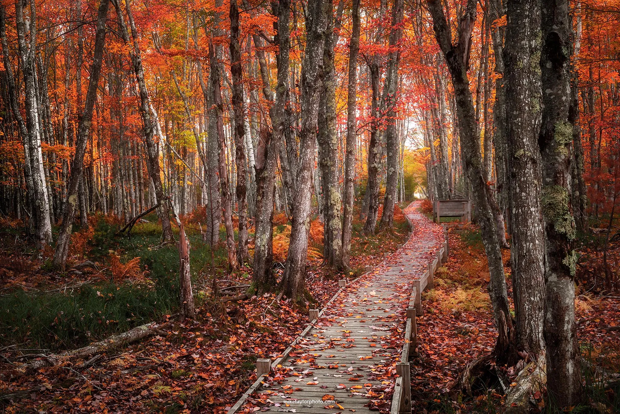 acadia national park in fall