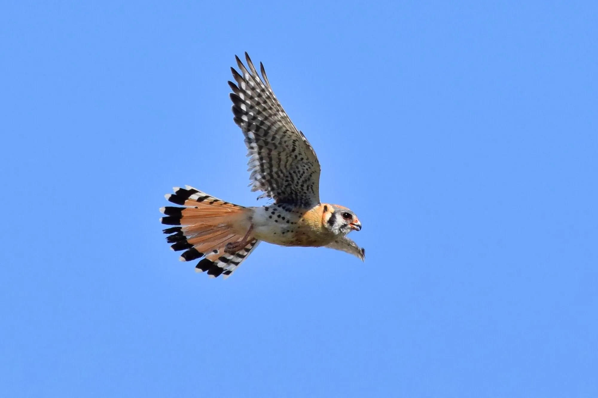 animals in acadia national park
