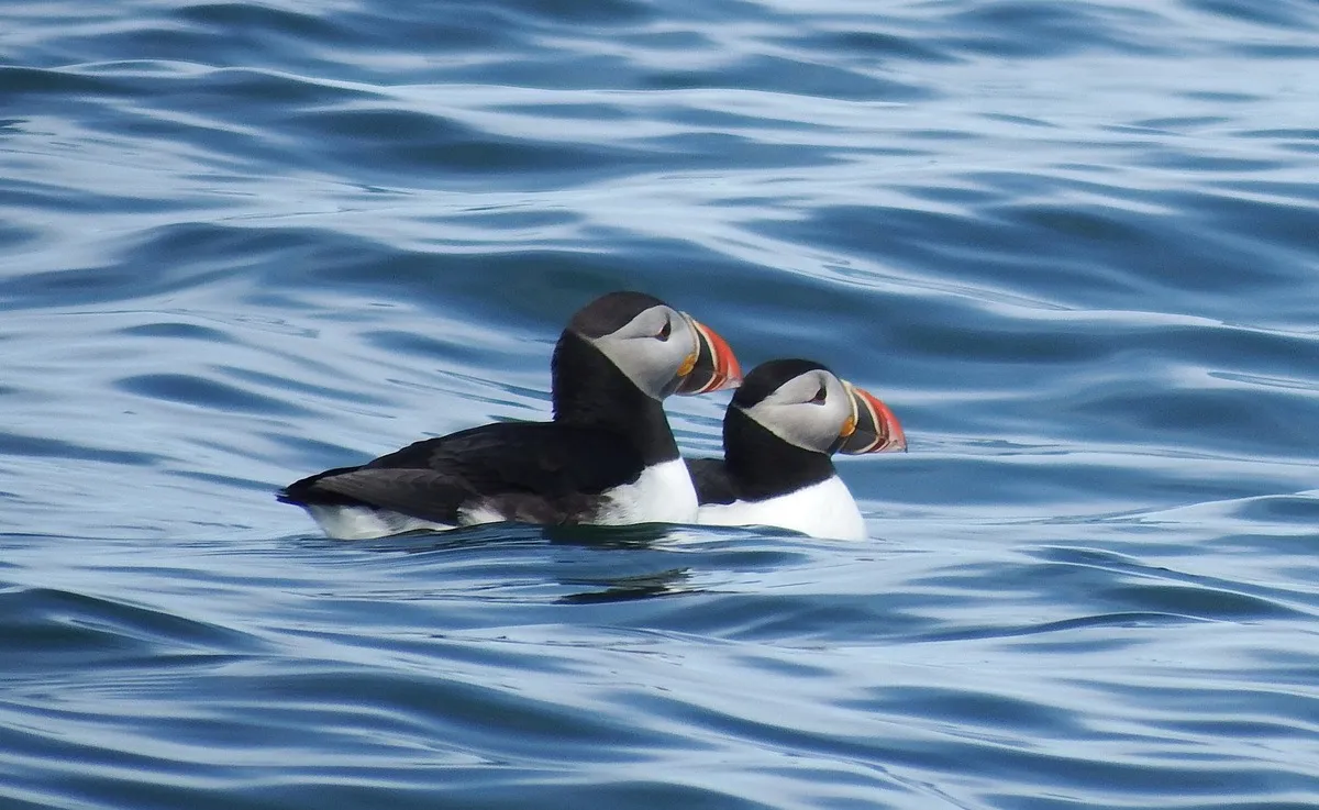 animals in acadia national park