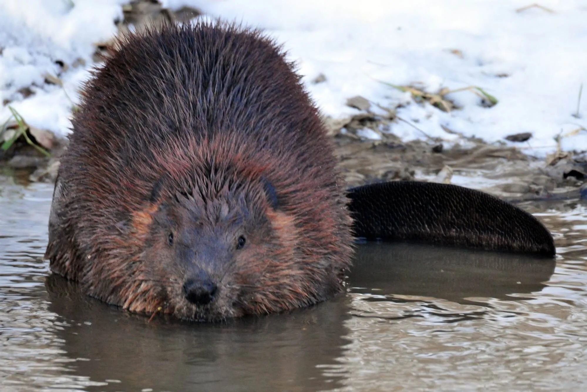 animals in acadia national park