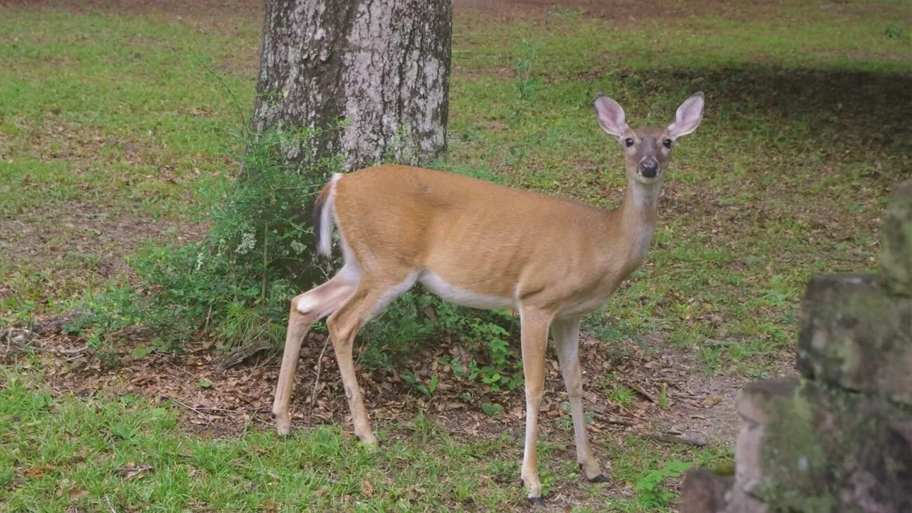 animals in acadia national park