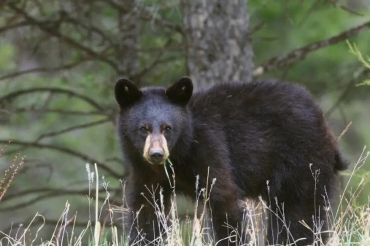 animals in acadia national park