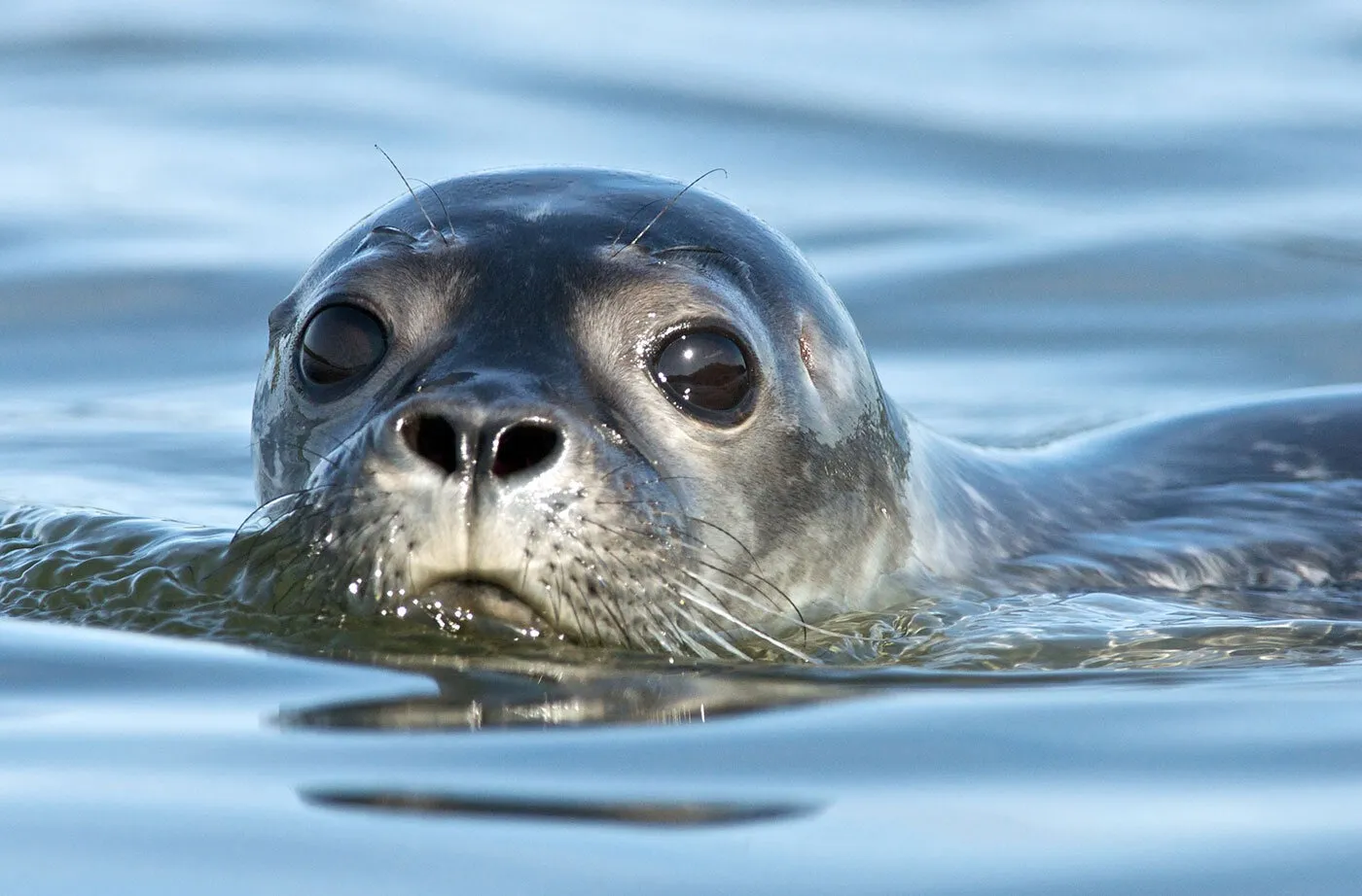 animals in acadia national park