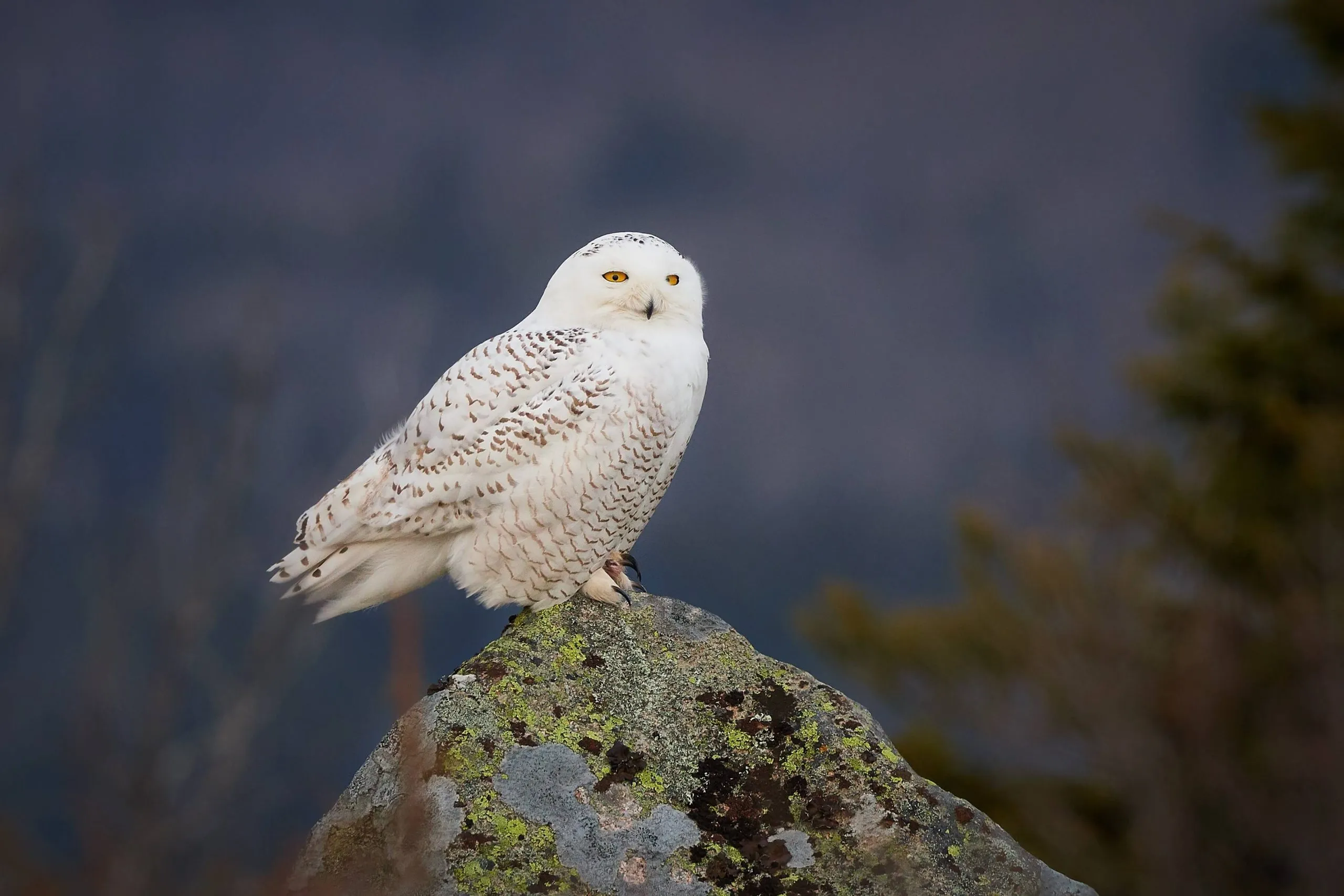 animals in acadia national park