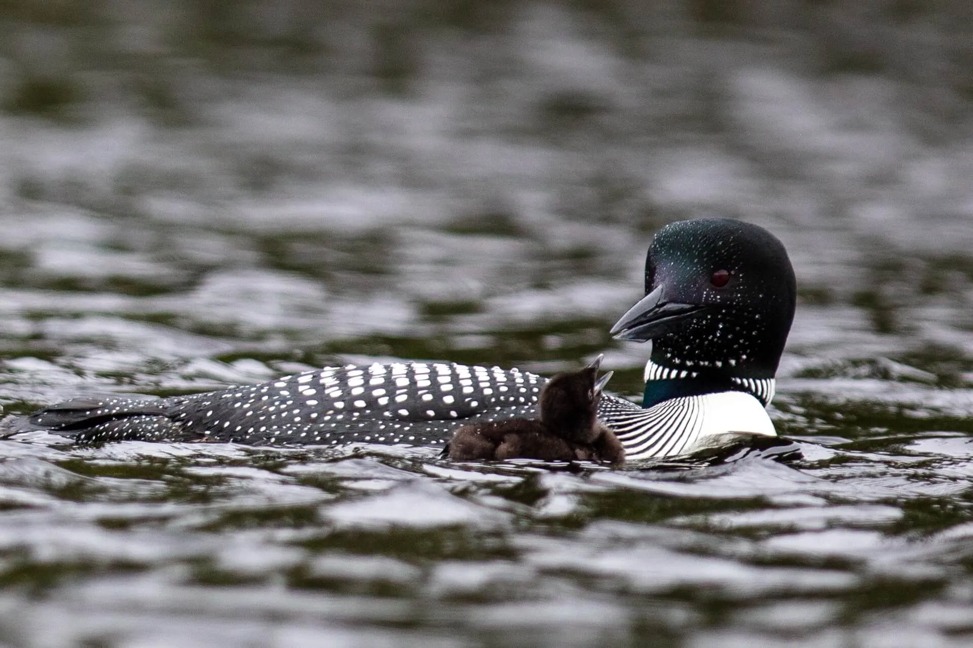 animals in acadia national park