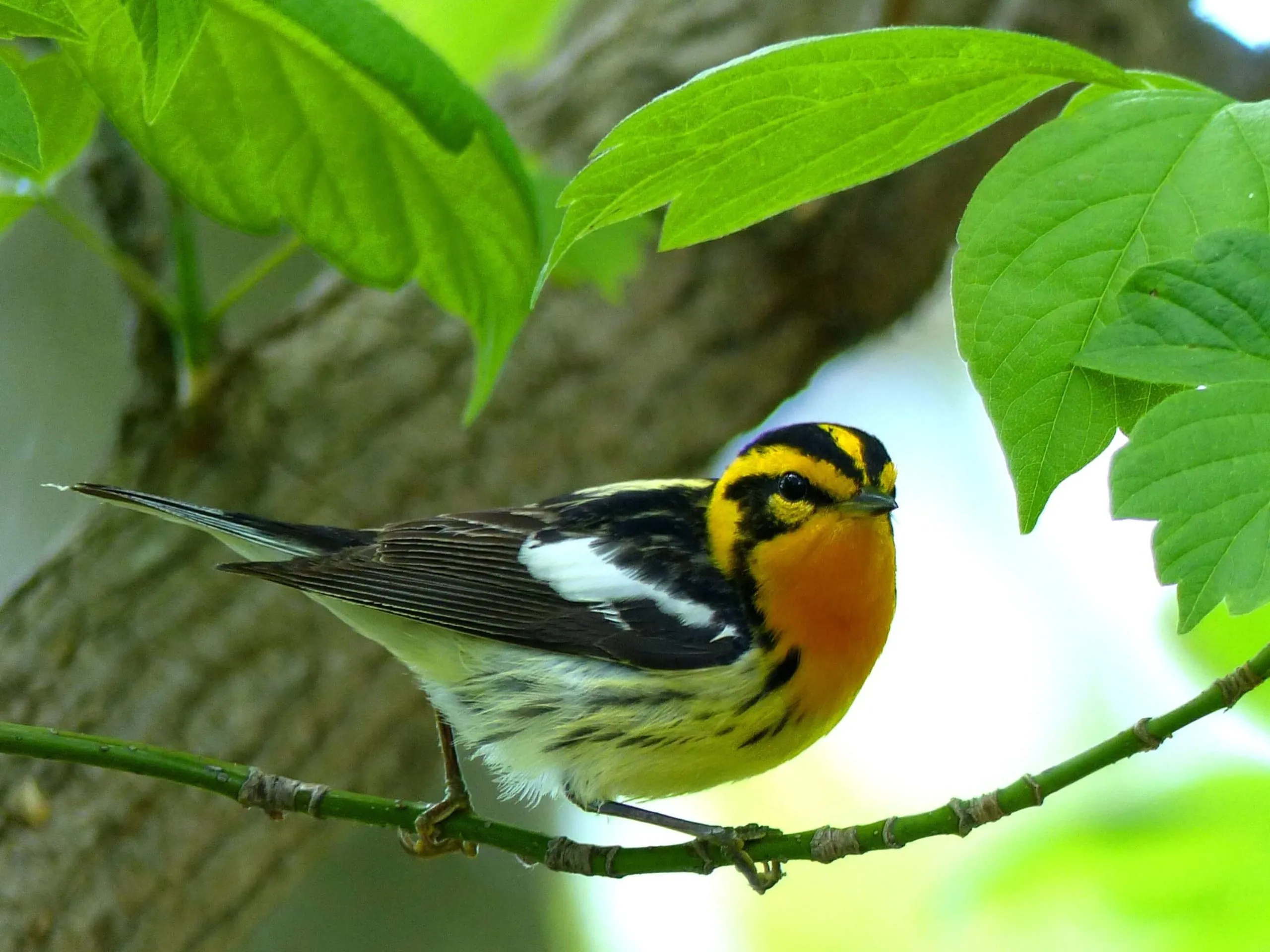 animals in acadia national park