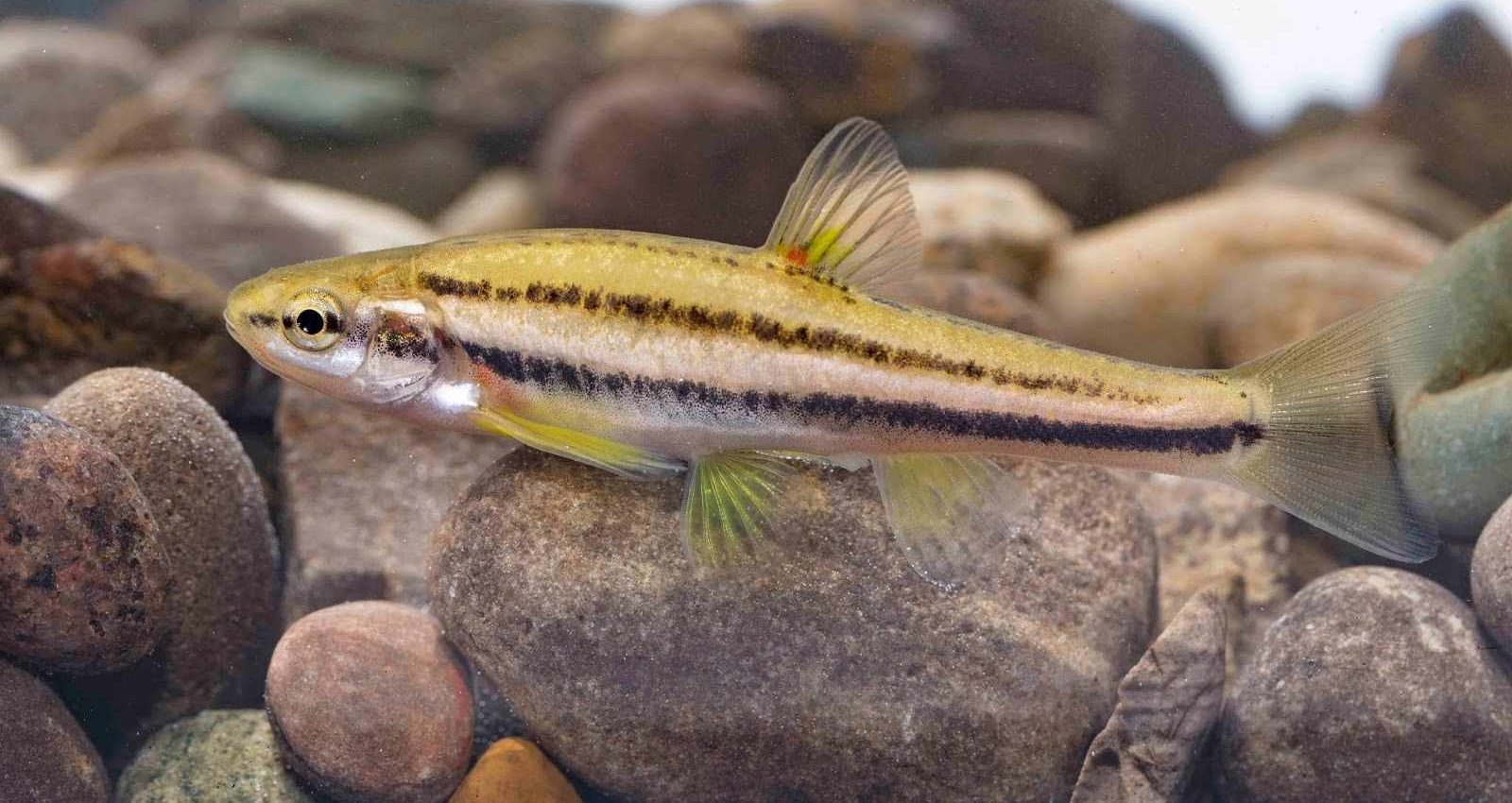 Longnose Dace