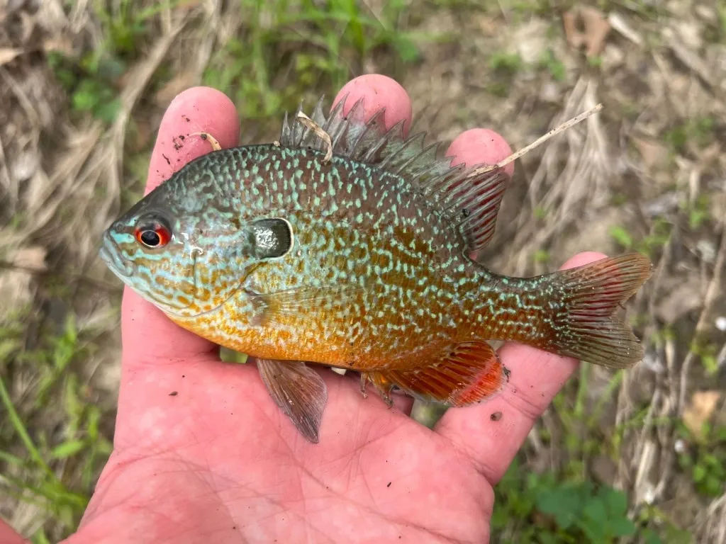 big bend national park fishing