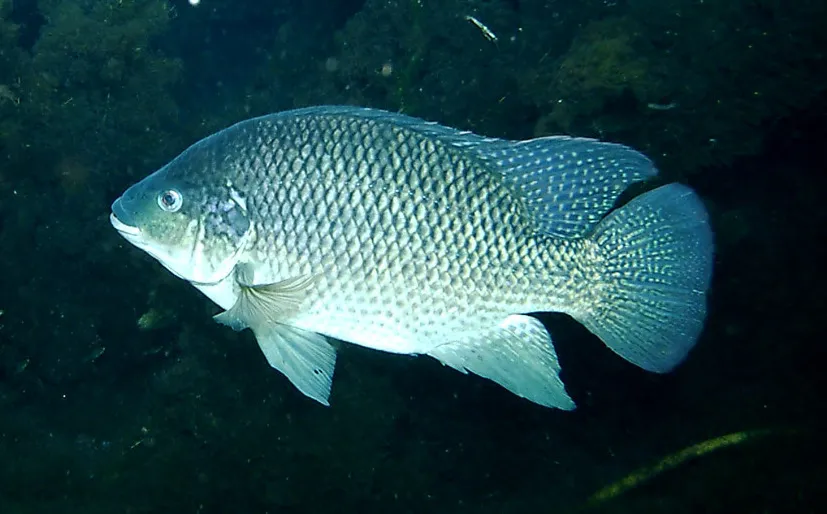 big bend national park fishing
