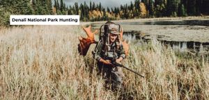 denali national park hunting