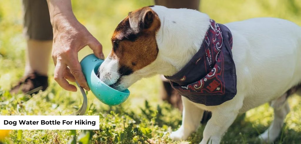 dog water bottle for hiking