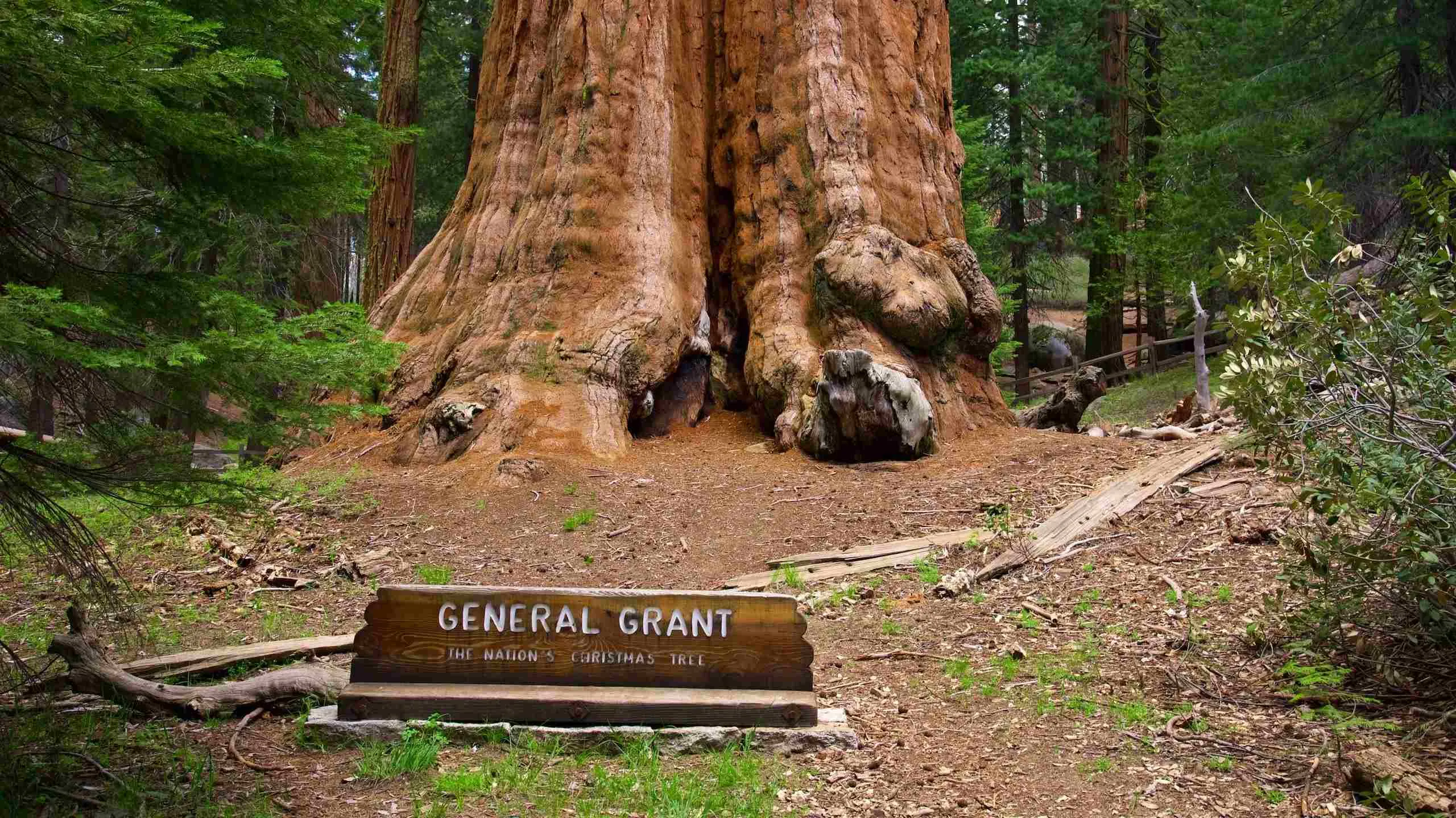 sequoia campground reviews