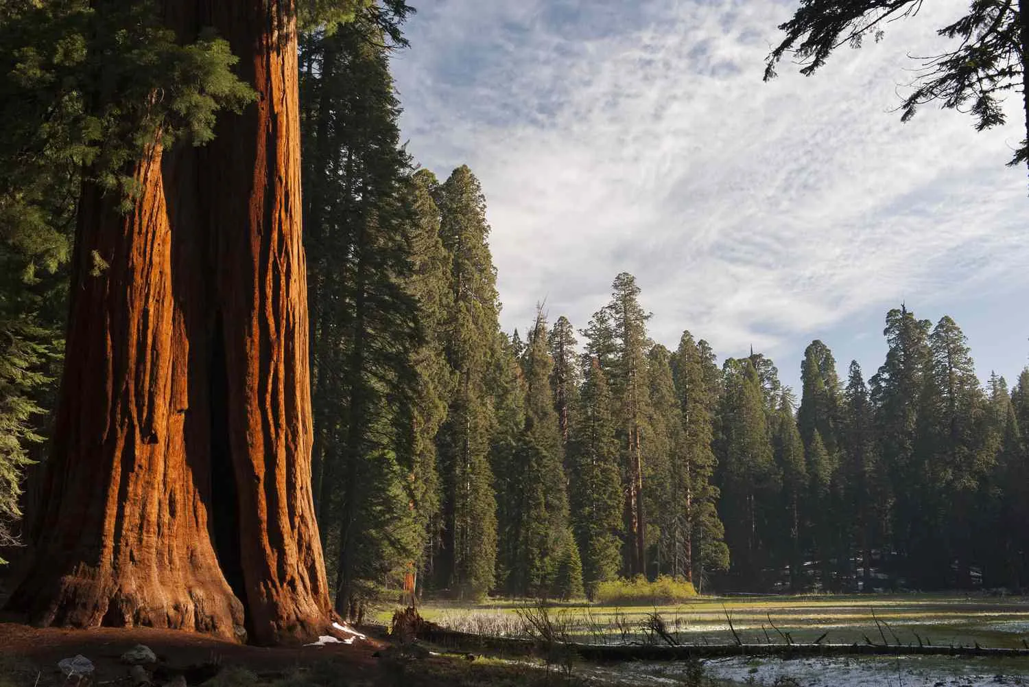 sequoia campground reviews