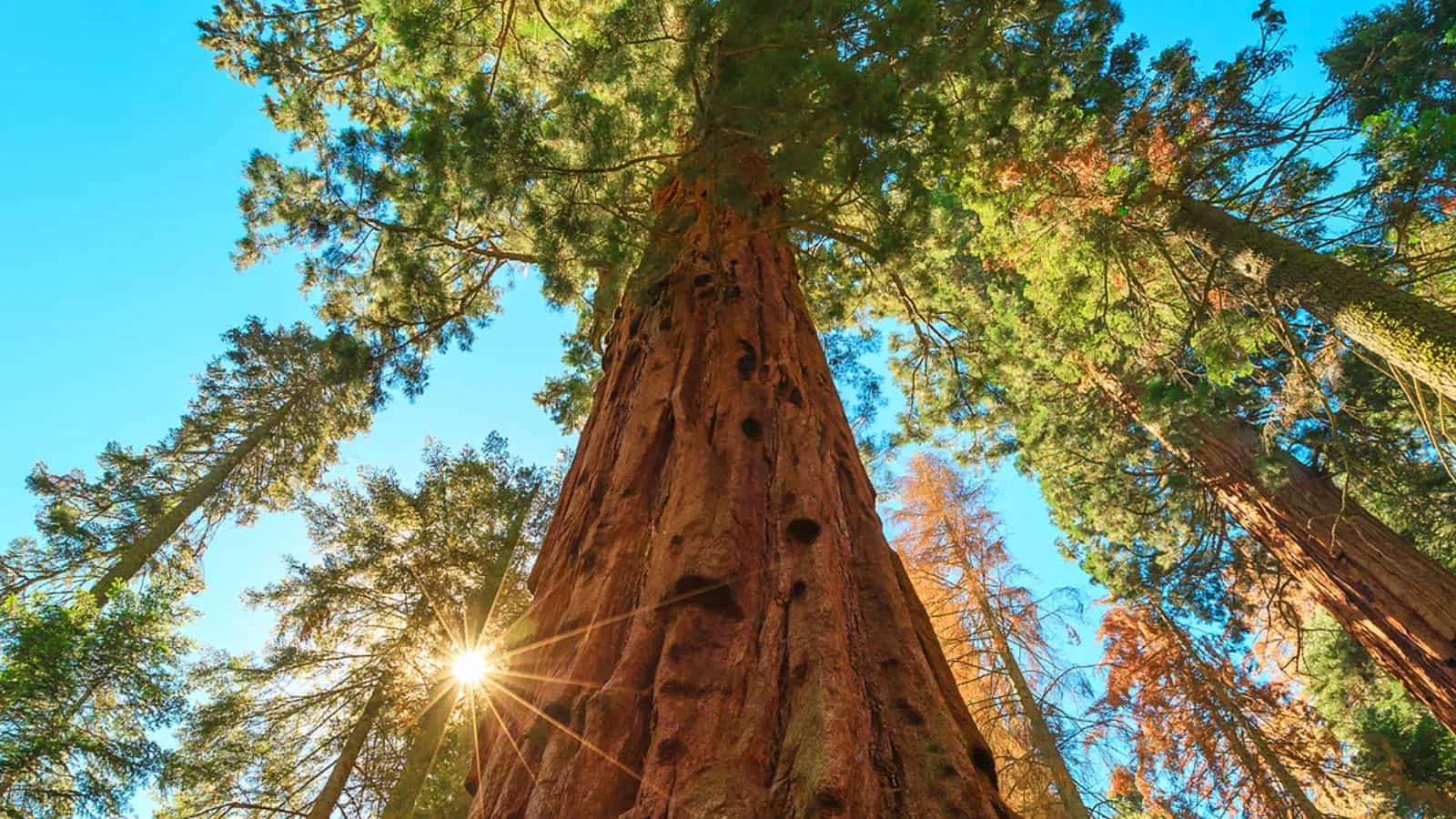 Sequoia camping gear checklist