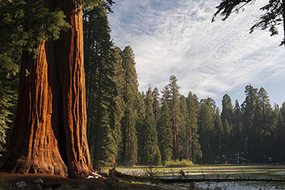 Sequoia National Park