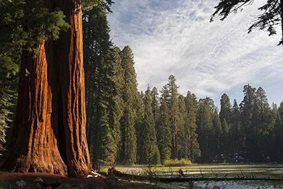 Sequoia National Park