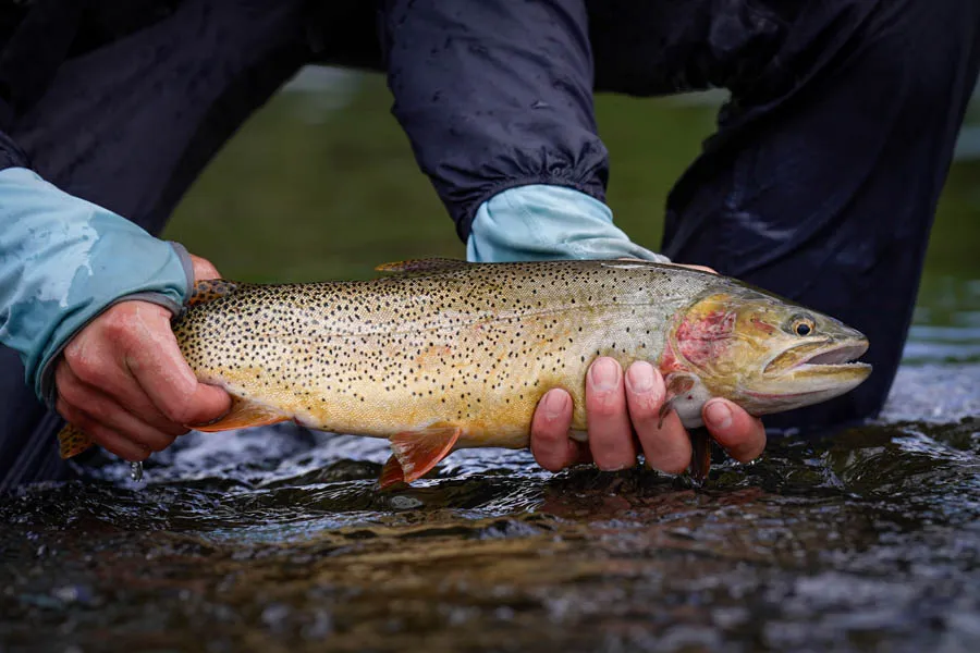 yellowstone national park fishing