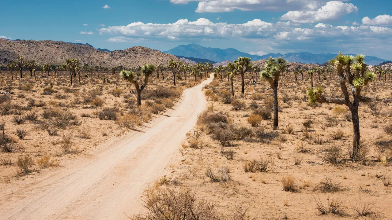 Joshua Tree National Park is home to diverse ecosystems that support a variety of plant and animal species
