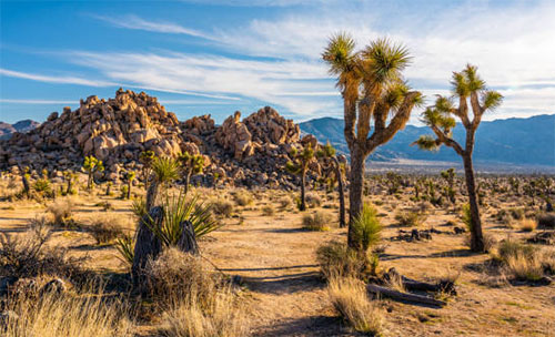 Joshua Tree National Park