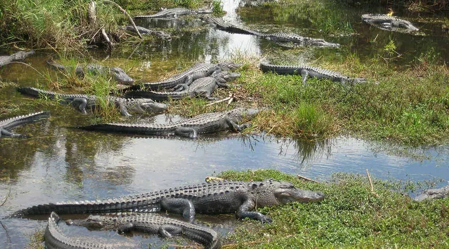 Alligators are most commonly seen at Everglades National Park