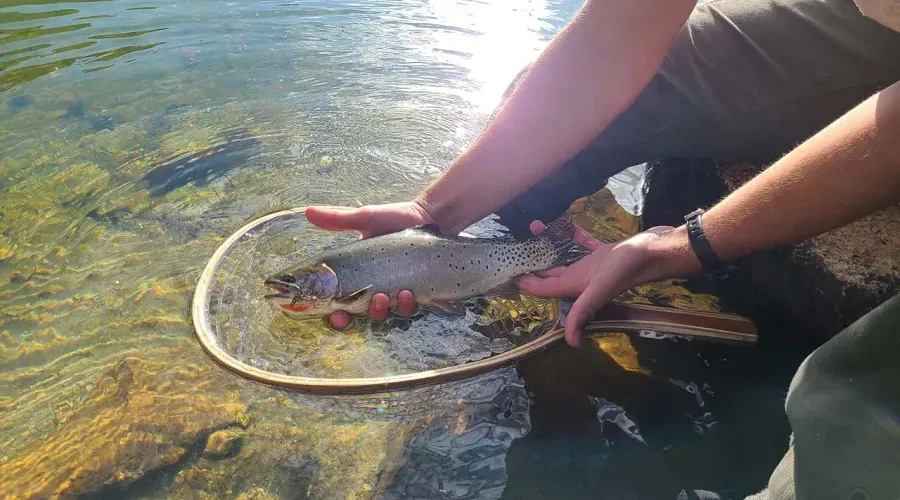 High-elevation lakes prepped for native trout at Great Basin National Park